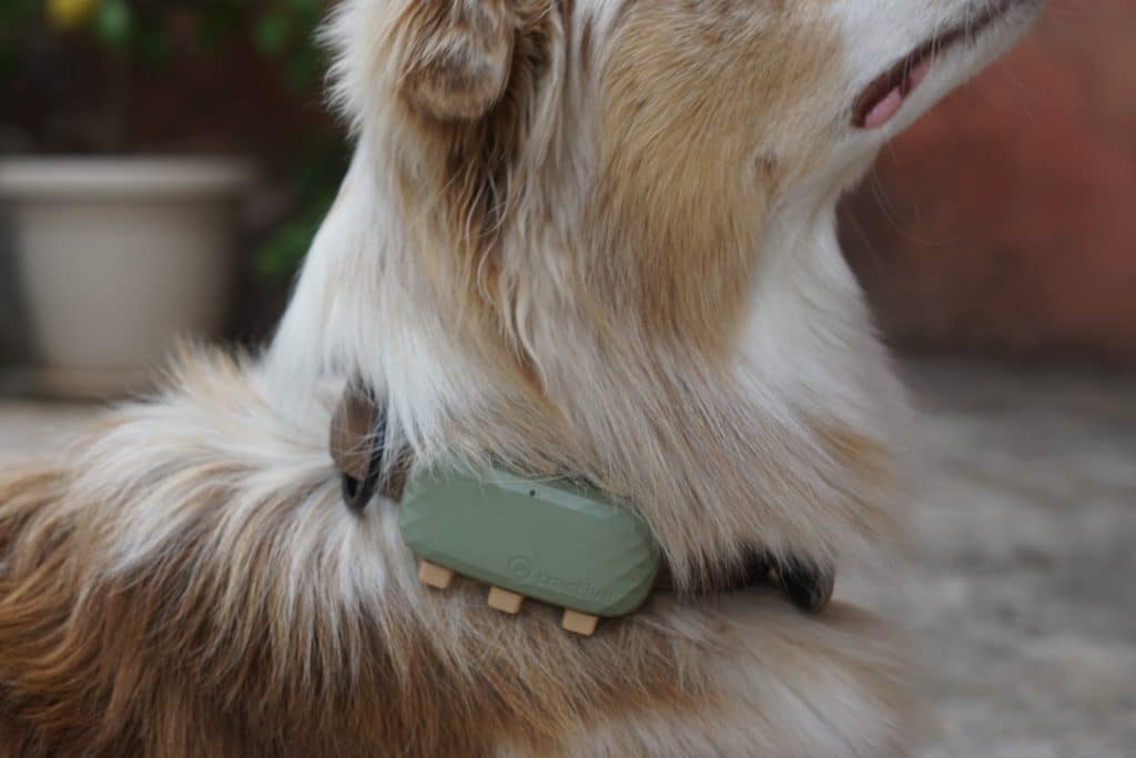 närbild på hund med tractive gps-sändare på halsbandet
