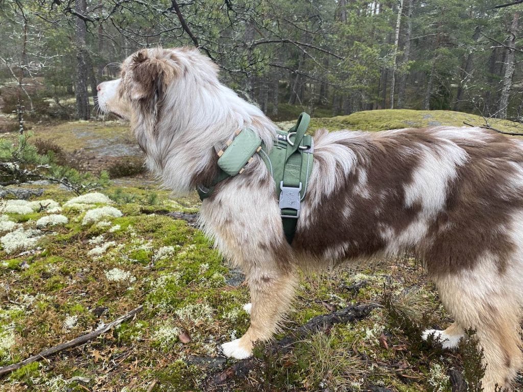 bild på hund i regnig skog med tractive fäst på selen