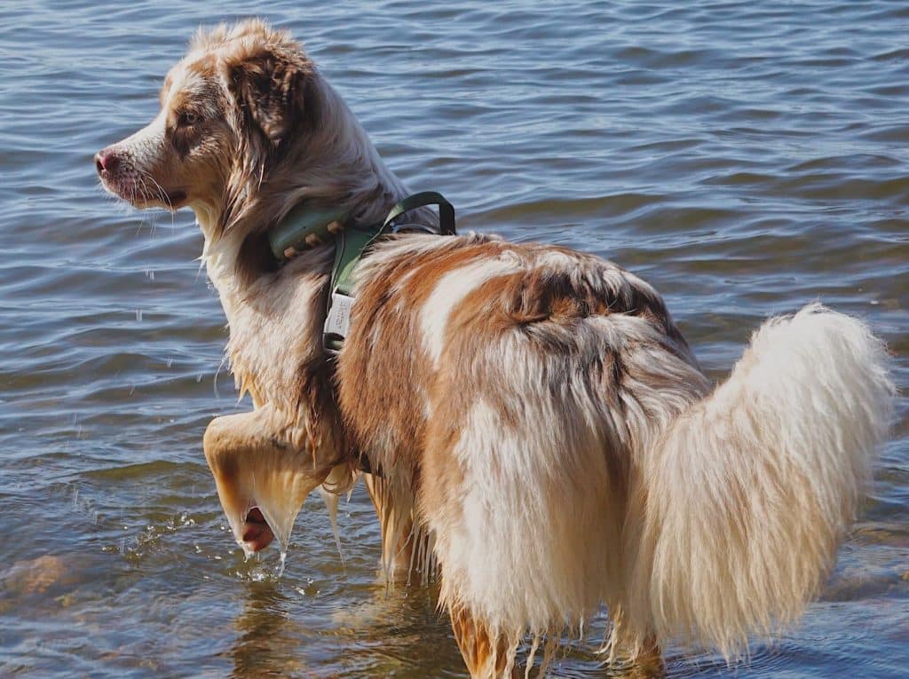 bild på hund i vatten med tractive på selet